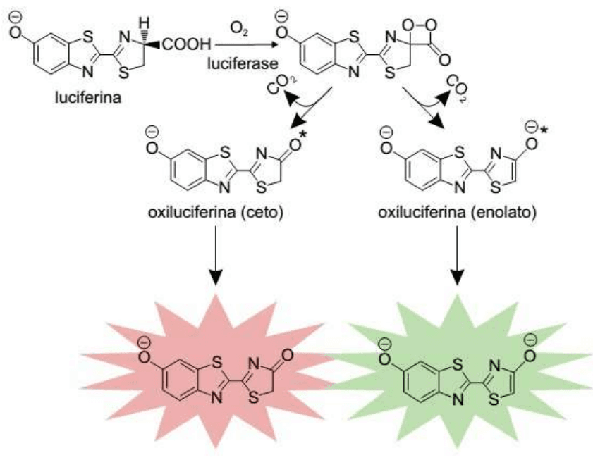 Estruturas da luciferina e dos intermediários até oxiluciferina ceto e enolato, emissões vermelha e verde.