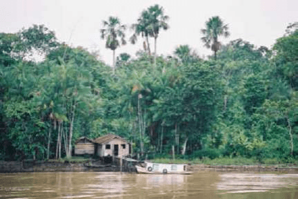 Fotografia de paisagem amazônica com vegetação e água.