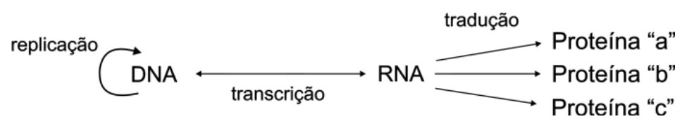 Modelo de fluxo de informação genética: replicação do DNA, transcrição com seta nos dois sentidos entre DNA e RNA e tradução do RNA em proteínas a, b, c.