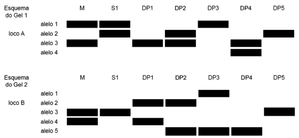 Dois géis com alelos dos locos A e B para matriz M, semente S1 e doadoras DP1 a DP5.