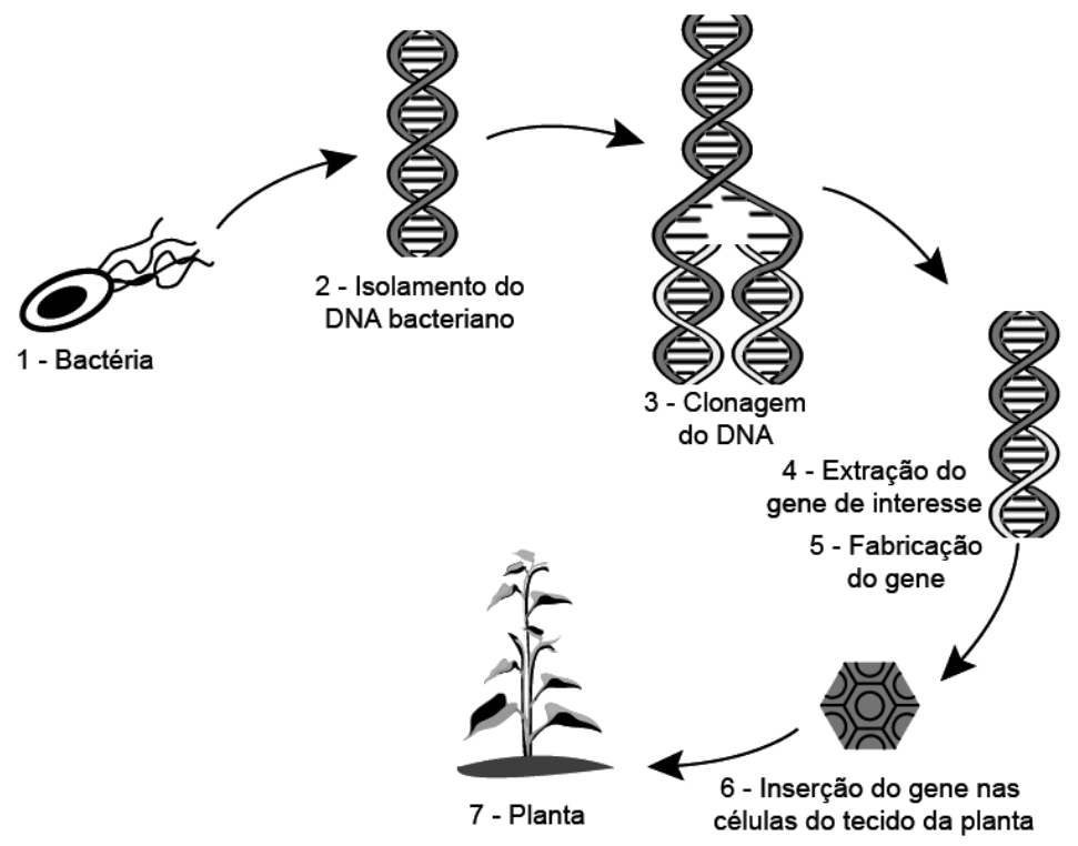 Sete etapas: bactéria, isolamento do DNA, clonagem, extração e fabricação do gene, inserção em células vegetais e planta.