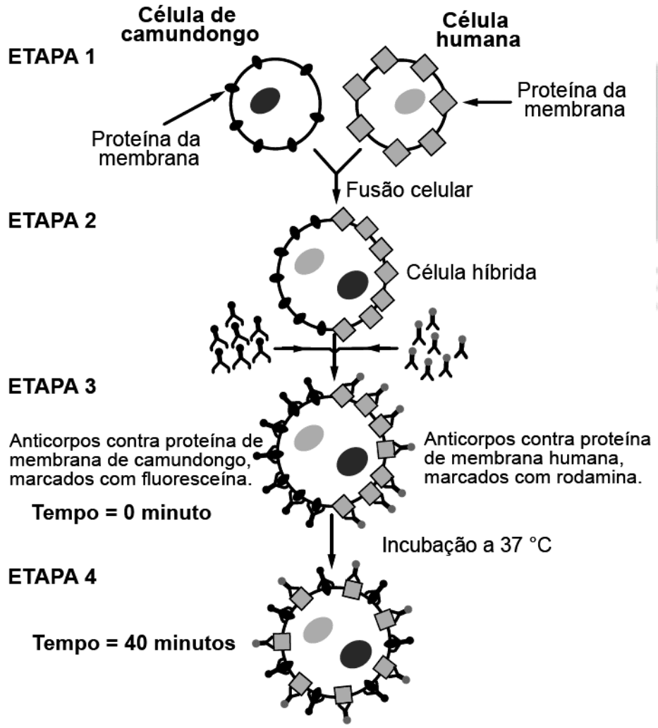 Quatro etapas da fusão de célula de camundongo e humana, marcação por anticorpos e redistribuição das proteínas após 40 minutos a 37 graus Celsius.