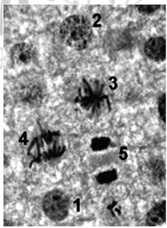 Microscopia de tecido da raiz de cebola; números1–5 preservados. Recurso microscopia.