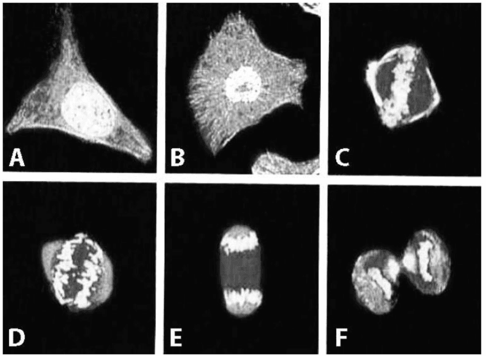 Seis micrografias de fases do ciclo celular com letrasA–F originais. Recurso fases.