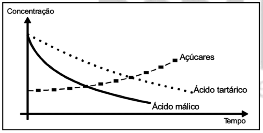 Concentração em função do tempo com três séries: Açúcares, Ácido tartárico e Ácido málico.