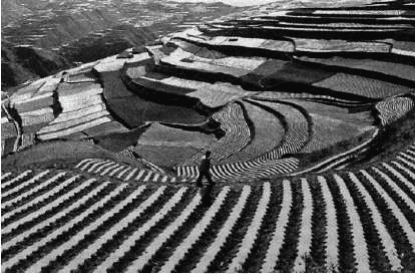 Fotografia de cultivo em terraços.
