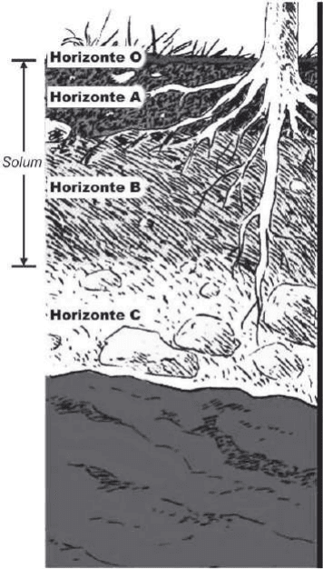 Perfil com Solum, horizontes O,A,B,C e rocha matriz.