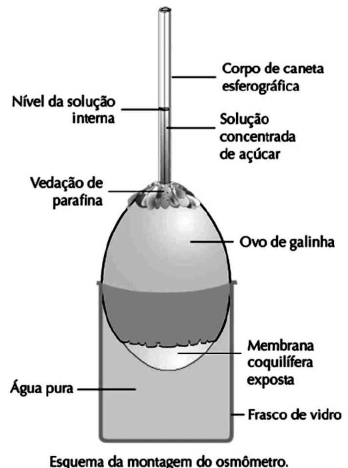 Montagem de osmômetro com ovo de galinha, membrana coquilífera, água pura e solução de açúcar. Recurso osmometro.