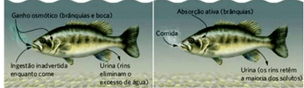 Transportes de água e solutos em peixes de água doce e salgada; cabeçalhos e identificações A/B transcritos em LaTeX. Recurso peixe-doce.