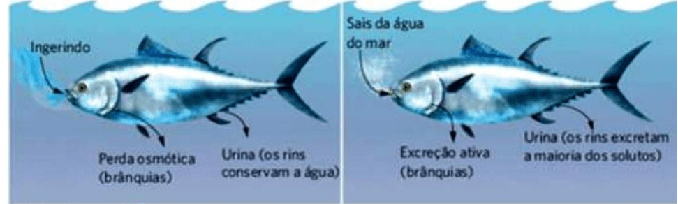 Transportes de água e solutos em peixes de água doce e salgada; cabeçalhos e identificações A/B transcritos em LaTeX. Recurso peixe-salgada.