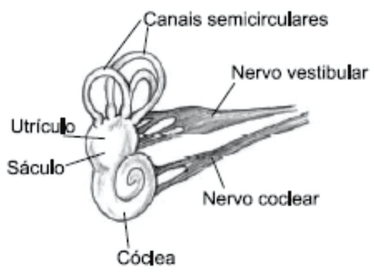Estruturas da orelha interna: canais semicirculares, nervos vestibular e coclear, utrículo, sáculo e cóclea.