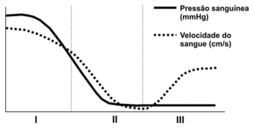 Pressão sanguínea e velocidade do sangue nas regiões I, II e III, com legenda e unidades.