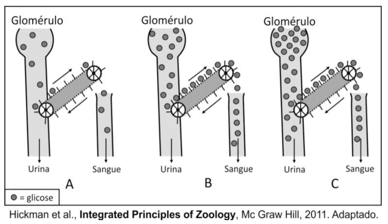 Três diagramas A, B e C da analogia da esteira para reabsorção de glicose, com glomérulo, urina, sangue, legenda e crédito Hickman et al., 2011.