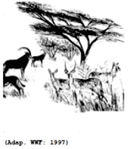 Gravura de animais e árvore em paisagem africana; crédito WWF, 1997.
