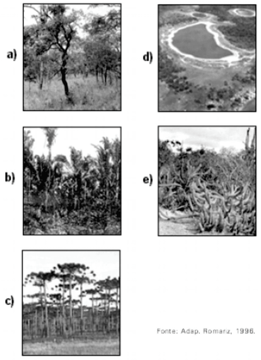 Cinco fotografias de vegetação identificadas pelas alternativas a–e; crédito Adap. Romariz, 1996.