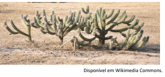 Imagem incorporada pela fonte (Kuadro) sem texto alternativo; conteúdo a descrever na revisão.