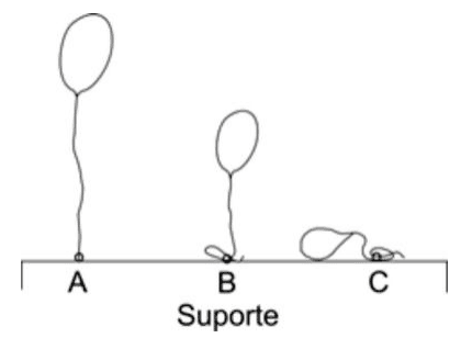 Três bexigas A, B e C presas ao suporte: A erguida, B parcialmente erguida e C sobre o suporte.