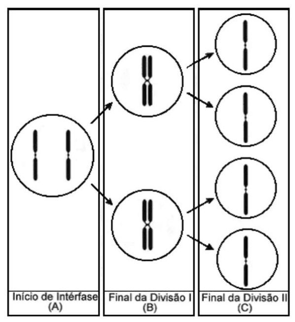 Etapas de segregação de um par de cromossomos homólogos: início de intérfase A, final da divisão I B e final da divisão II C.