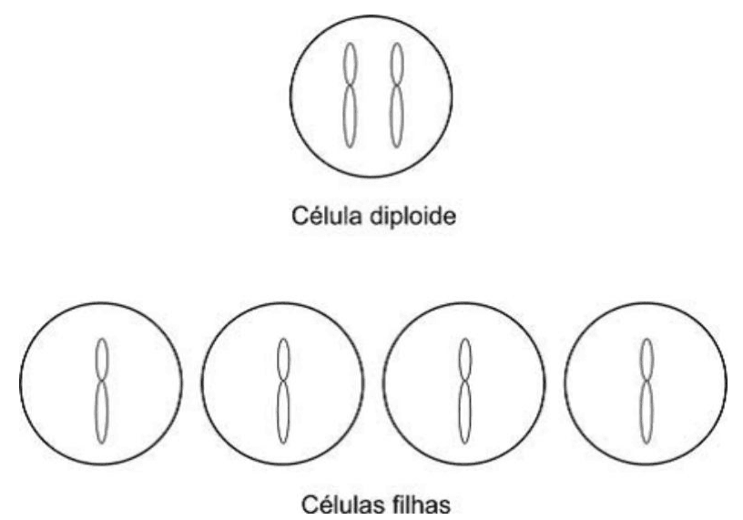Célula diploide com dois cromossomos e quatro células filhas com um cromossomo cada.