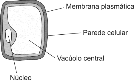 Célula vegetal com membrana plasmática, parede celular, vacúolo central e núcleo identificados; imagem original recuperada da prova oficial.