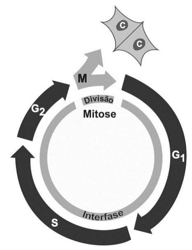Esquema circular do ciclo celular com G1, S, G2, M, intérfase, divisão por mitose e duas células C.