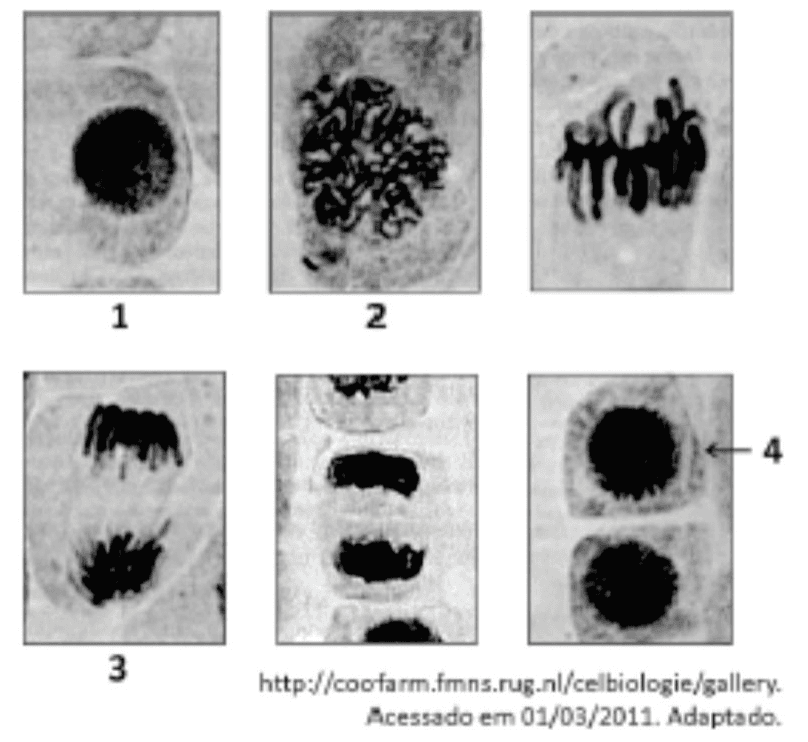 Sequência de seis fotografias de células, com marcações 1, 2, 3 e 4 e referência da imagem.