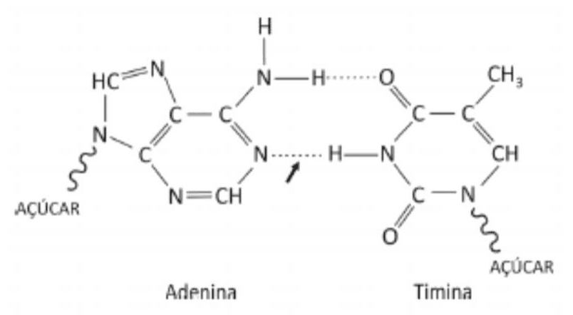 Estruturas de adenina e timina com açúcares, átomos, ligações e seta indicando uma ligação entre as bases.