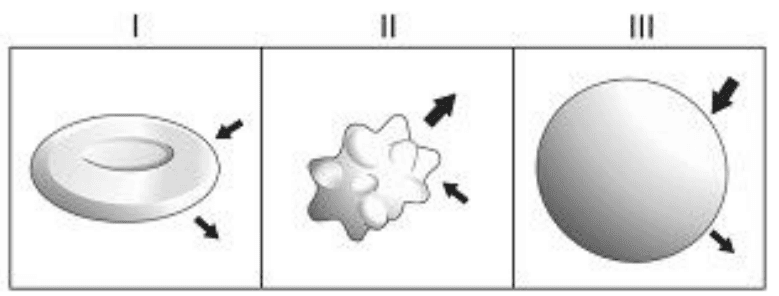 Células animais I, II e III, com setas de diferentes sentidos e espessuras indicando fluxo de água.
