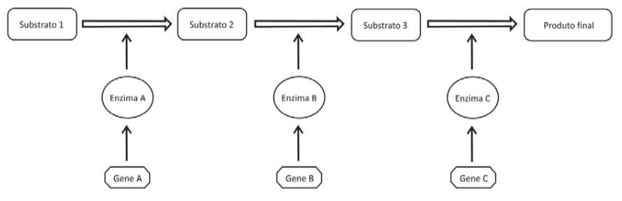 Via metabólica dos substratos 1, 2 e 3 ao produto final, com enzimas A, B e C e os genes correspondentes, preservando as direções das setas.