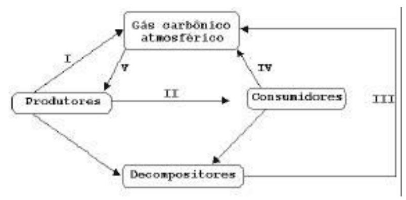 Ciclo do carbono com produtores, consumidores, decompositores, gás carbônico atmosférico e setas I a V.