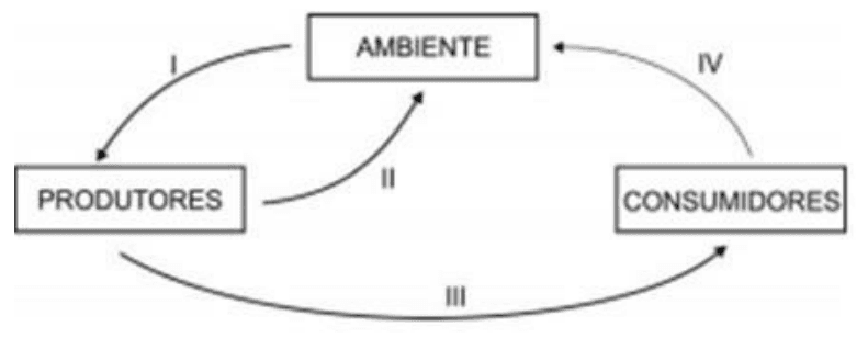 Transferências I a IV entre ambiente, produtores e consumidores.