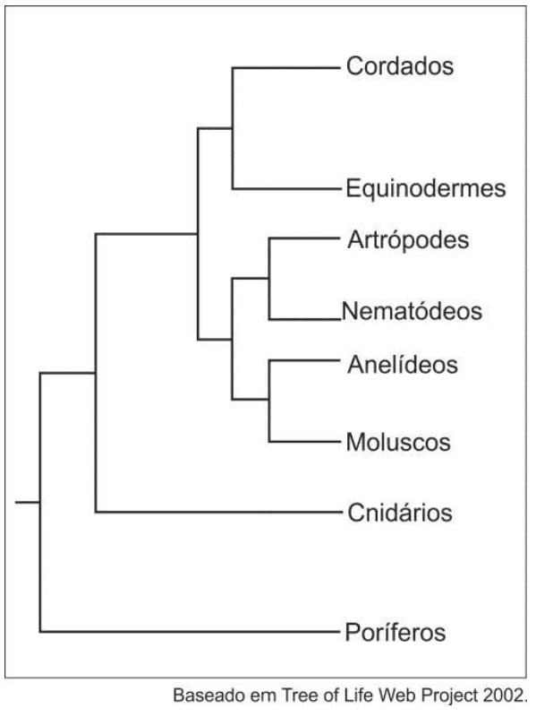 Relações entre Cordados, Equinodermes, Artrópodes, Nematódeos, Anelídeos, Moluscos, Cnidários e Poríferos; crédito Tree of Life Web Project 2002.