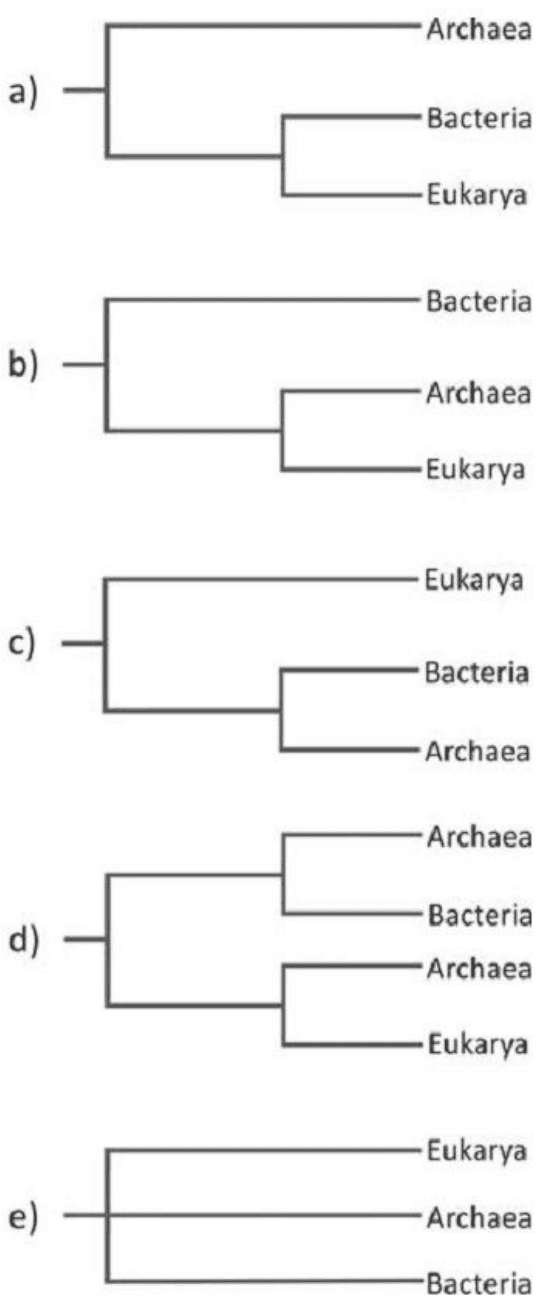 Cinco alternativas de árvores para os domínios Bacteria, Archaea e Eukarya, preservando a repetição de Archaea na alternativa d.