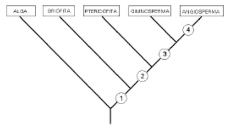 Diagrama filogenético de algas, briófitas, pteridófitas, gimnospermas e angiospermas, com aquisições evolutivas numeradas de 1 a 4.