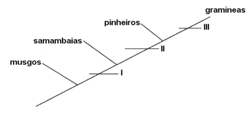 Esquema de musgos, samambaias, pinheiros e gramíneas, com aquisições I, II e III.