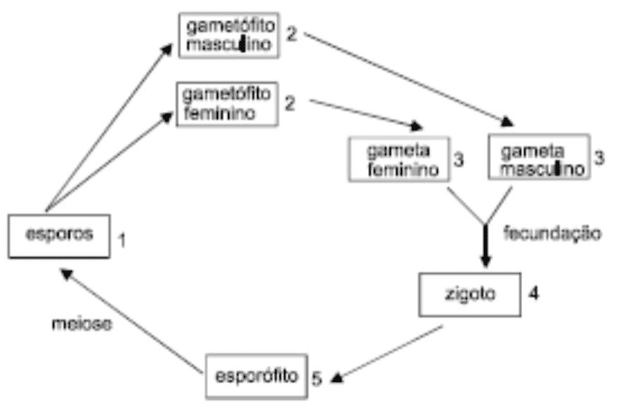 Ciclo de vida do feijão: esporos 1, gametófitos 2, gametas 3, zigoto 4 e esporófito 5; setas, meiose e fecundação.