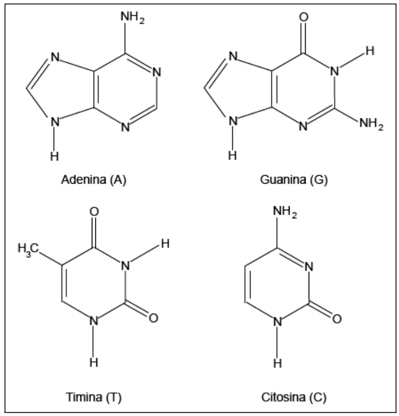 Estruturas de adenina, guanina, timina e citosina, identificadas por A, G, T e C.
