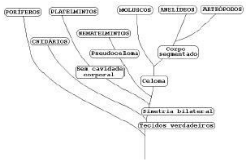 Árvore filogenética dos invertebrados com ramos e caracteres: tecidos verdadeiros, simetria bilateral, cavidade corporal, pseudoceloma, celoma e segmentação.