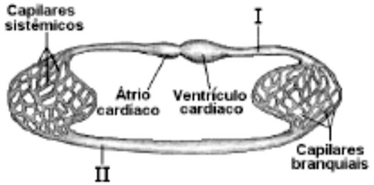 Sistema circulatório com capilares sistêmicos e branquiais, átrio, ventrículo e regiões I e II.