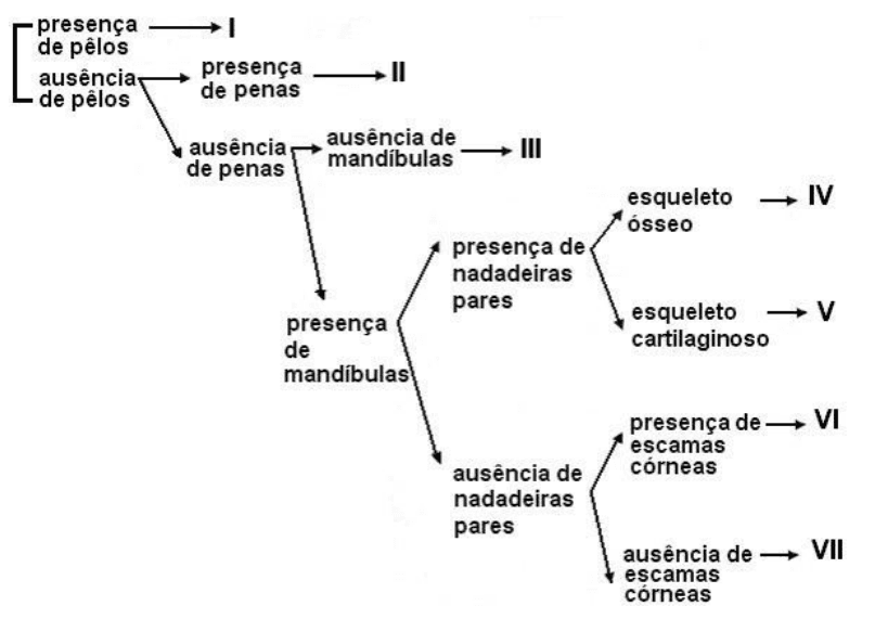 Chave de classificação de vertebrados com características de pelos, penas, mandíbulas, nadadeiras, esqueleto e escamas, levando aos grupos I a VII.