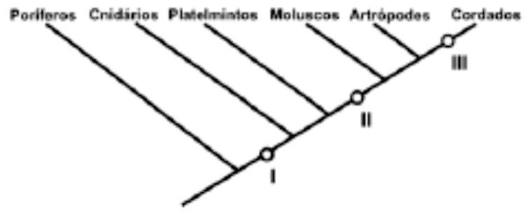 Árvore filogenética de poríferos, cnidários, platelmintos, moluscos, artrópodes e cordados; caracteres I, II e III.