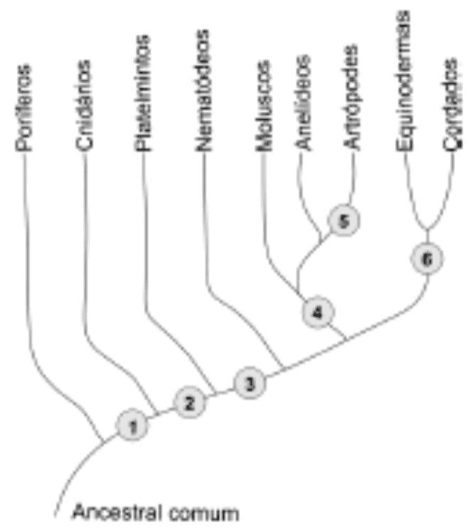 Árvore evolutiva de nove grupos de animais a partir do ancestral comum, com seis caracteres numerados.