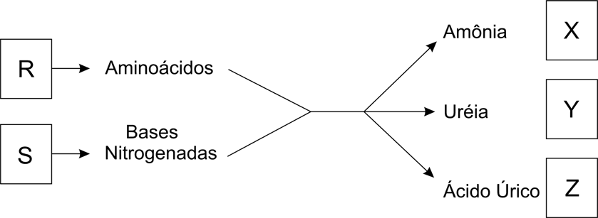 Diagrama original: R e S produzem aminoácidos e bases nitrogenadas; relações com amônia, uréia e ácido úrico nos grupos X, Y e Z.