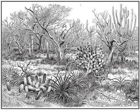 Gravura de vegetação com arbustos, árvores ramificadas e cactáceas, preservada integralmente.