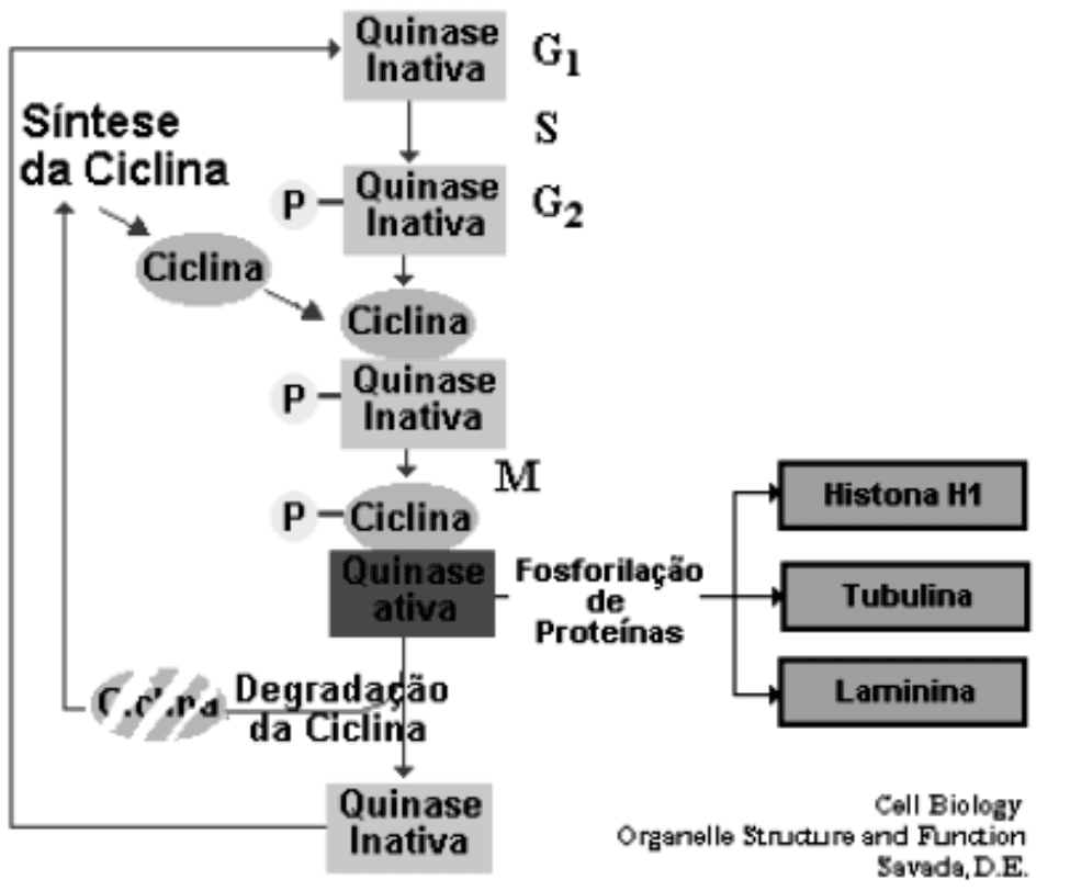 Síntese/degradação de ciclina e fosforilação de proteínas; contexto singular da questão local5. Recurso ciclinas.