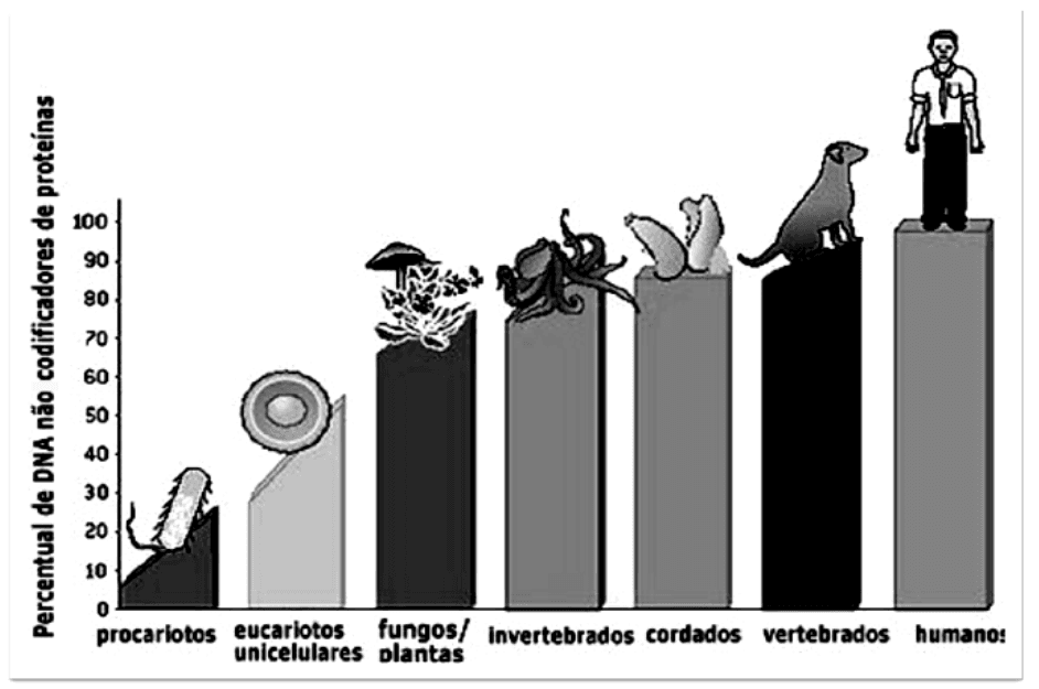 Percentual de DNA não codificador de proteínas em grupos de organismos.