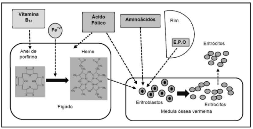 Fatores envolvidos na eritropoiese, com vitamina B12, ferro, ácido fólico, aminoácidos, EPO e estruturas químicas.