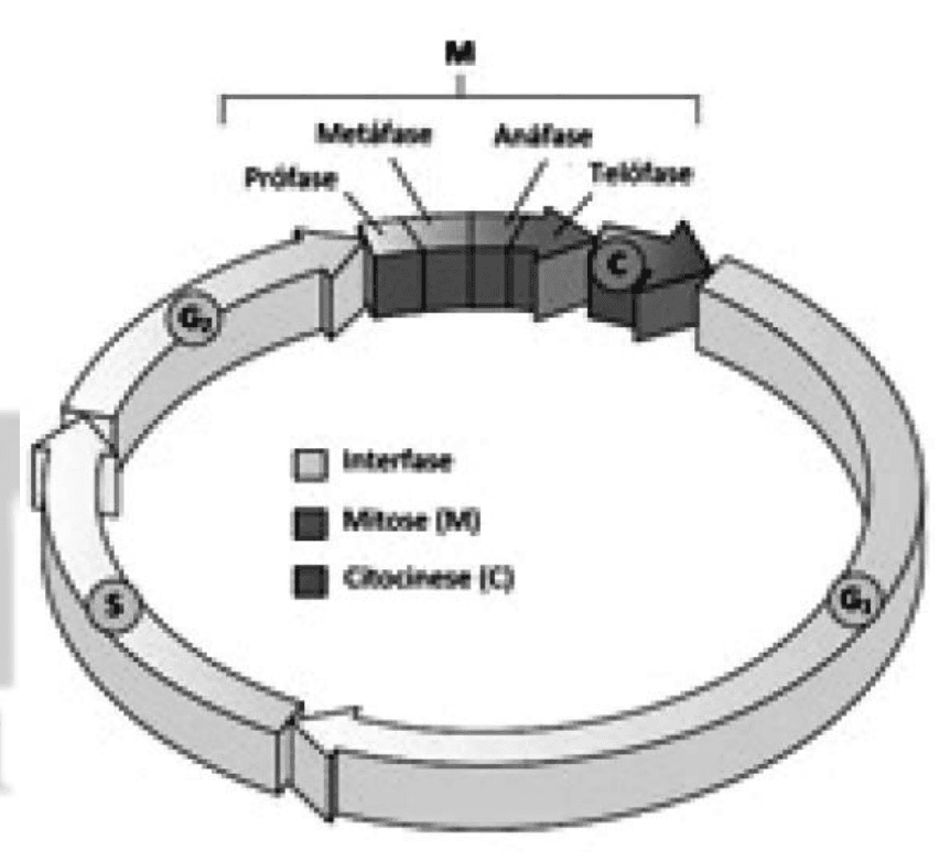 Ciclo celular com G1, S, G2, mitose e citocinese; legenda das fases. Recurso ciclo.
