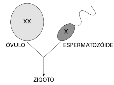 Óvulo com dois cromossomos X e espermatozóide com um X convergem para o zigoto, com setas e rótulos.