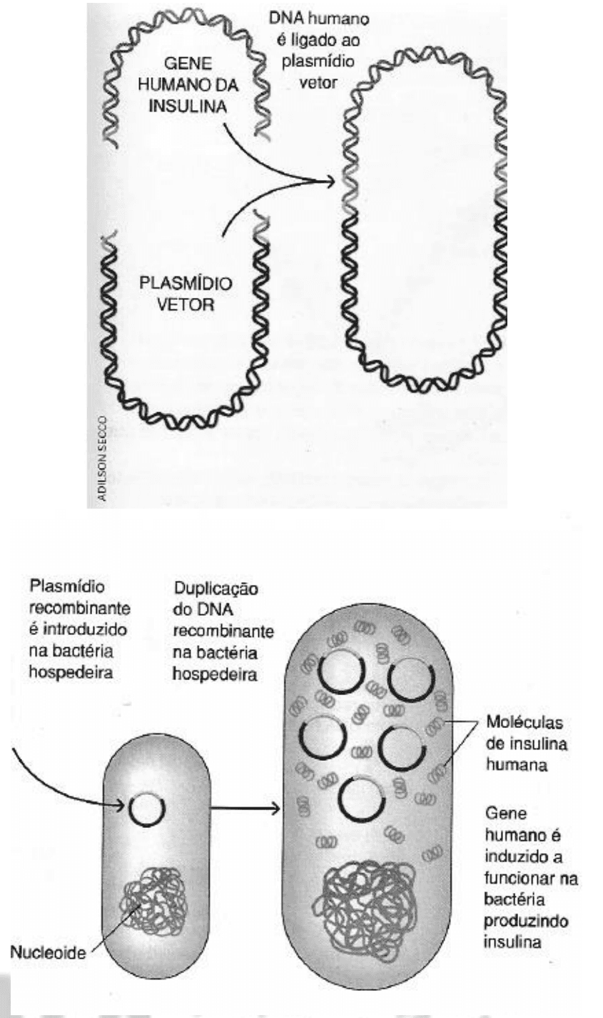 Dois painéis de clonagem do gene humano da insulina e produção por bactéria hospedeira.